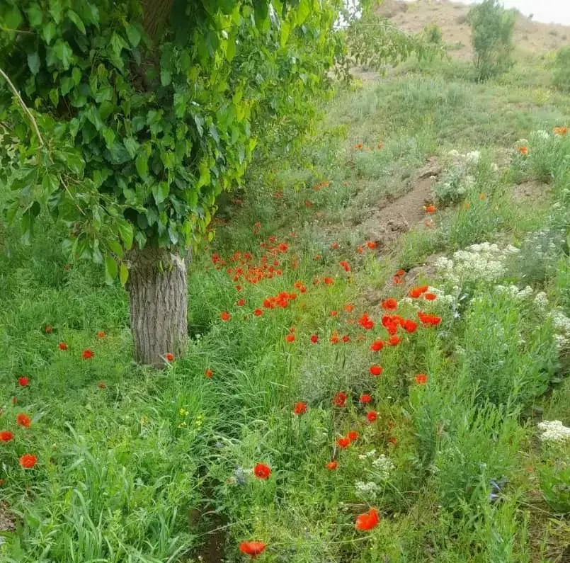 باغ ویلا