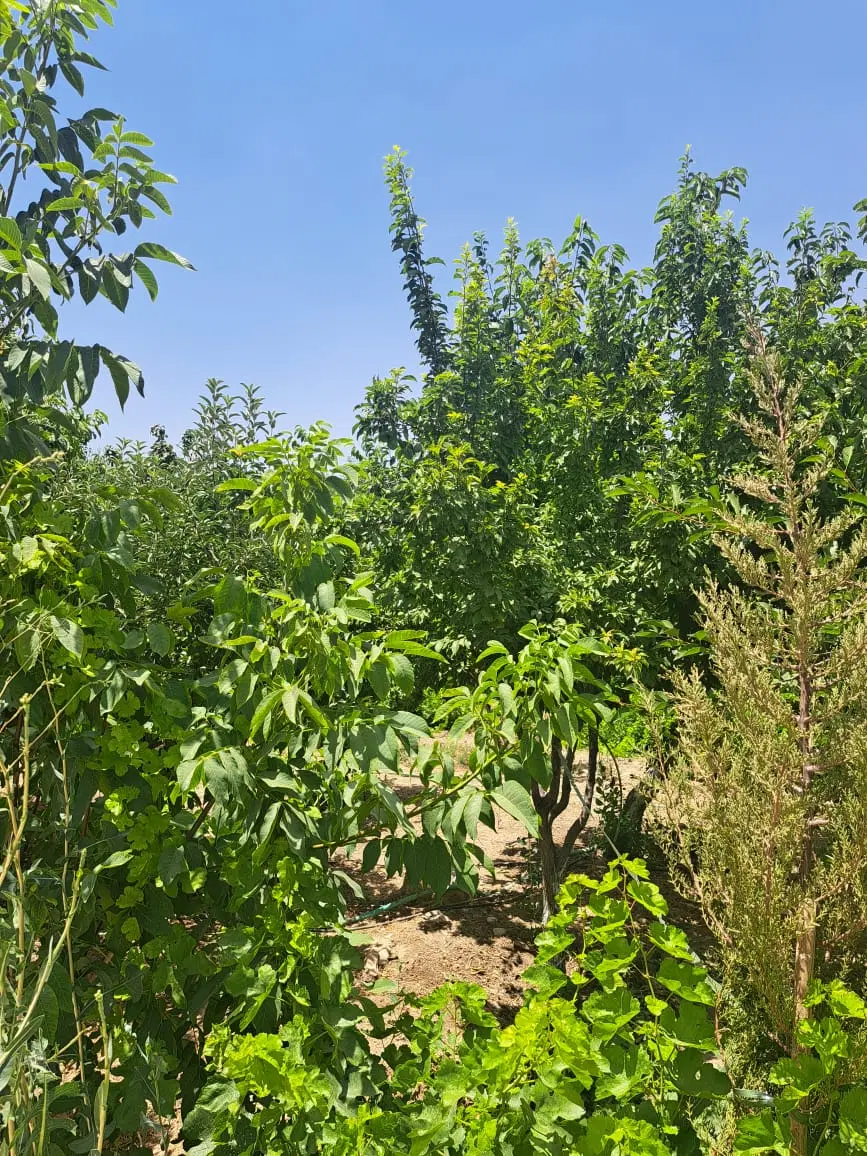فروش باغ شهری کوهمره سرخی