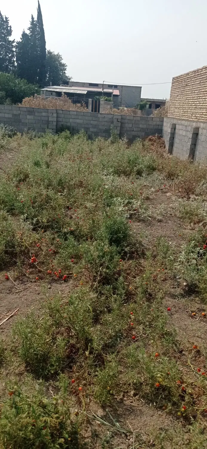 زمین مسکونی 220متر