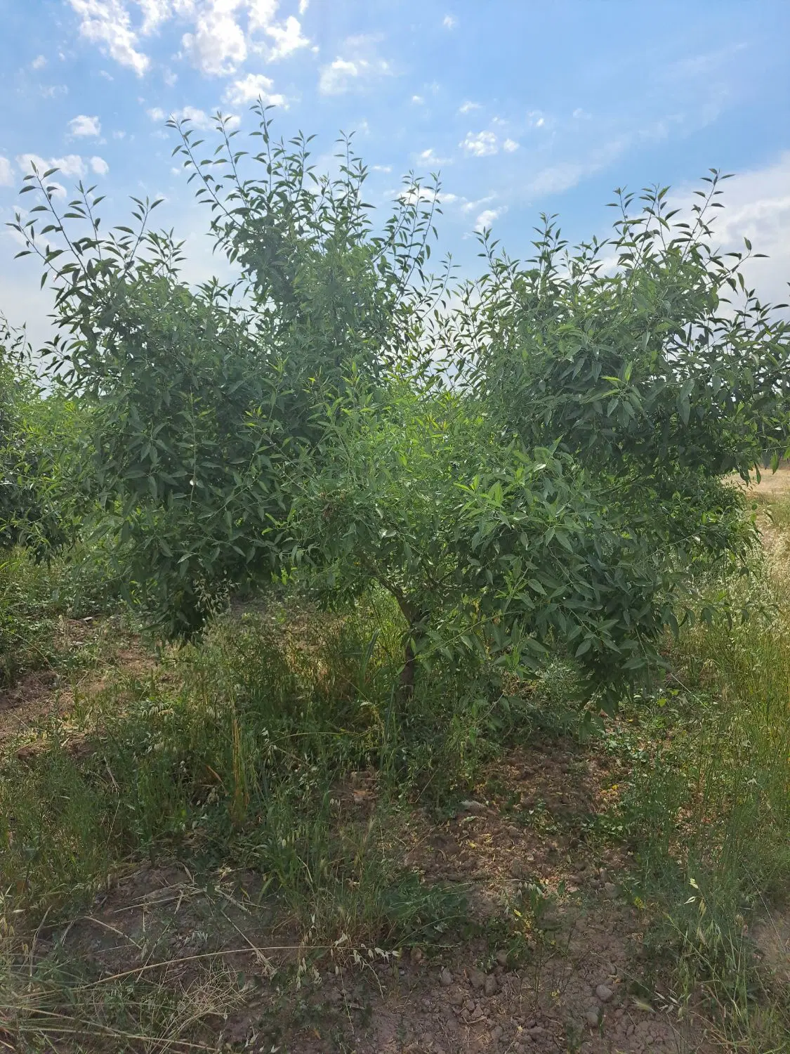 باغ میوه ۵ساله زیباشهر