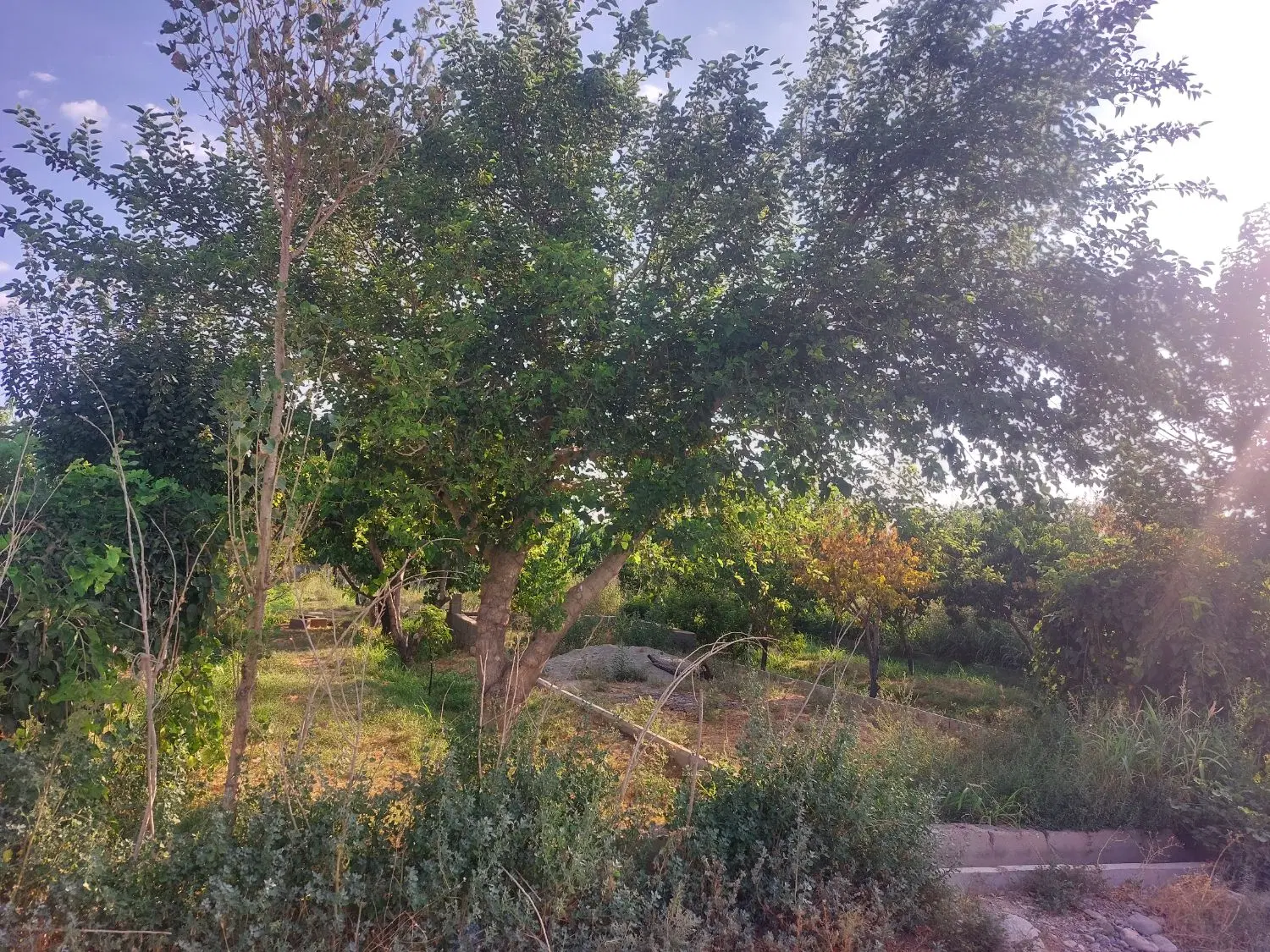 باغچه پیشک ۲ ماهدشت