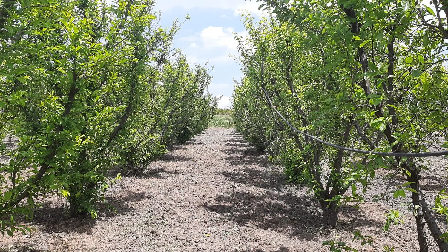 باغ دارای گلخانه