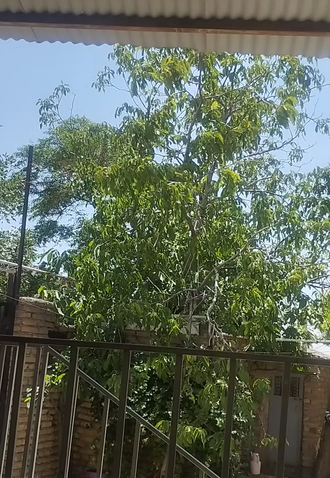 فروش زمین در ورس