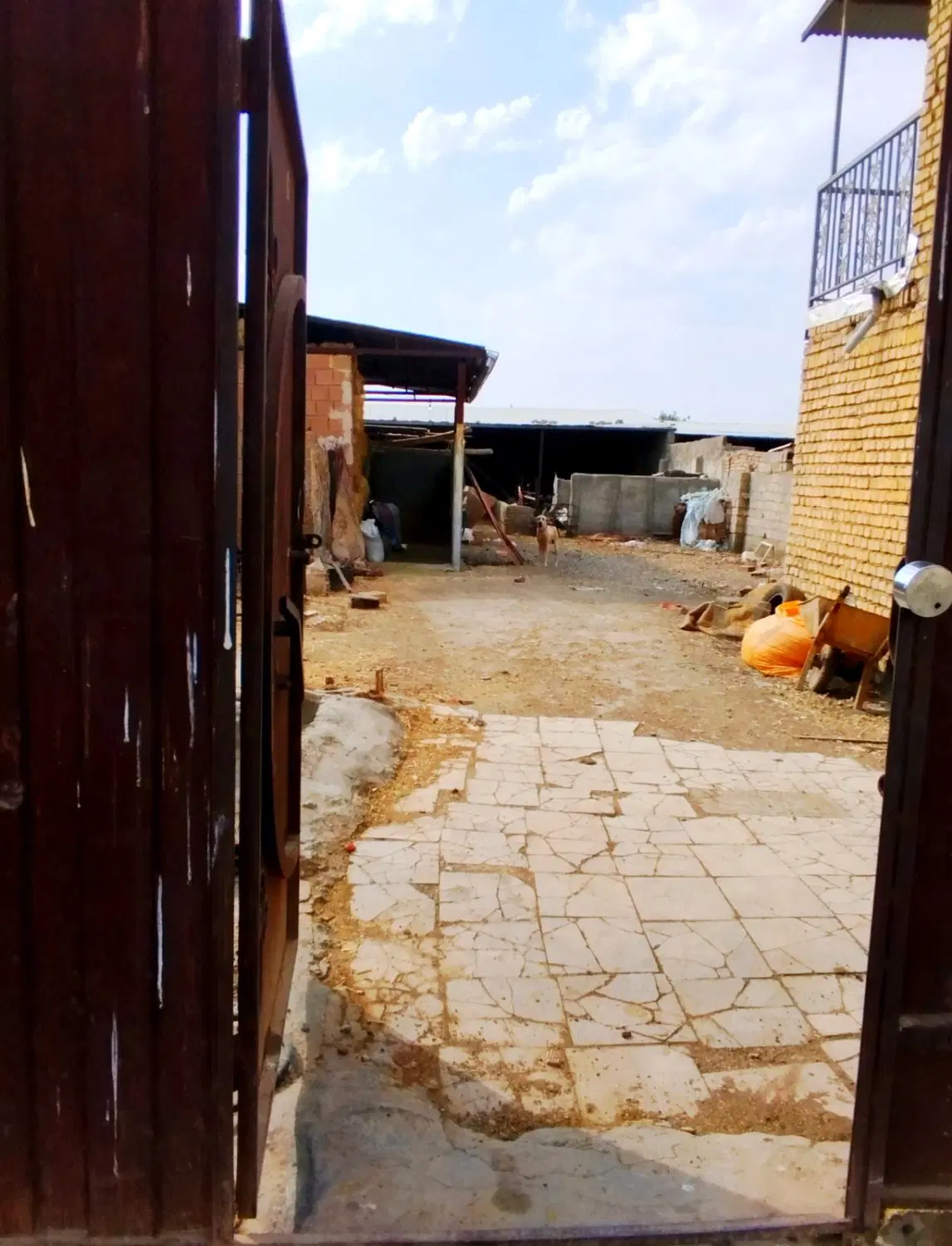 زمین گاوداری و دامداری