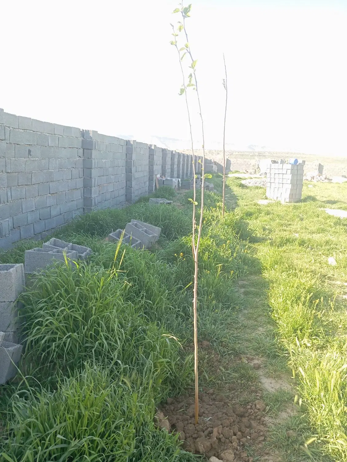 باغ شهری