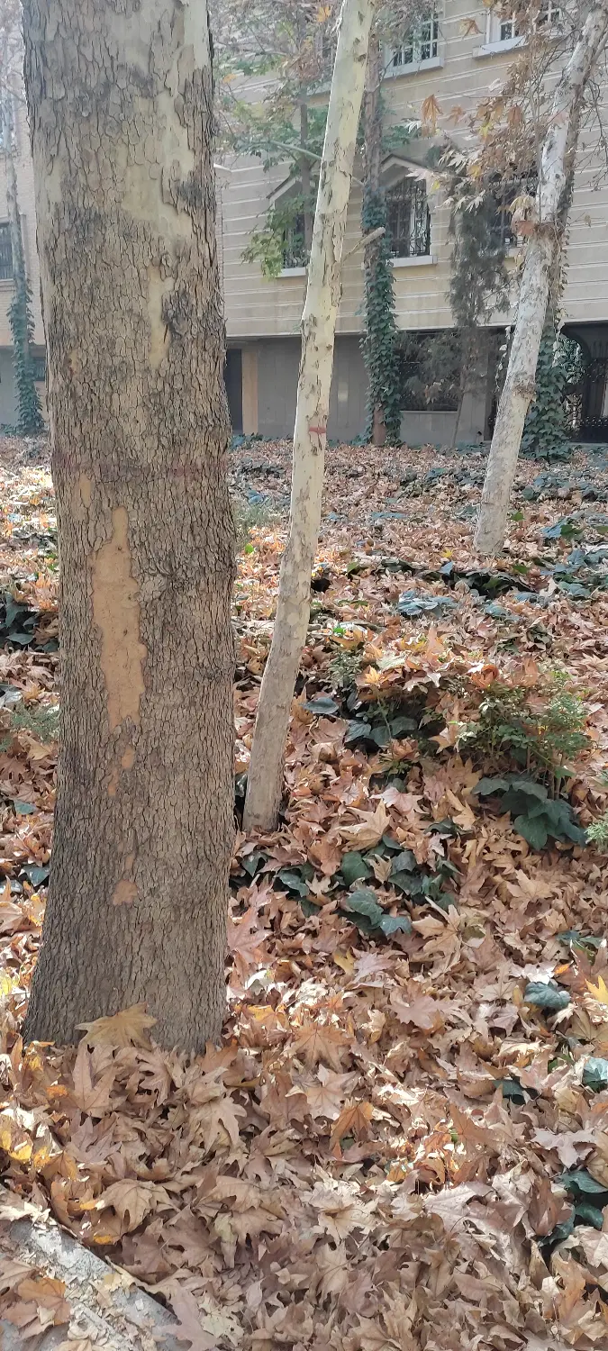 اجاره یک اتاق ازخانه