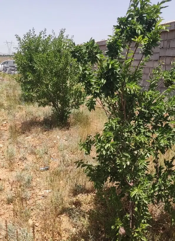 باغ هزار متری حسین اباد