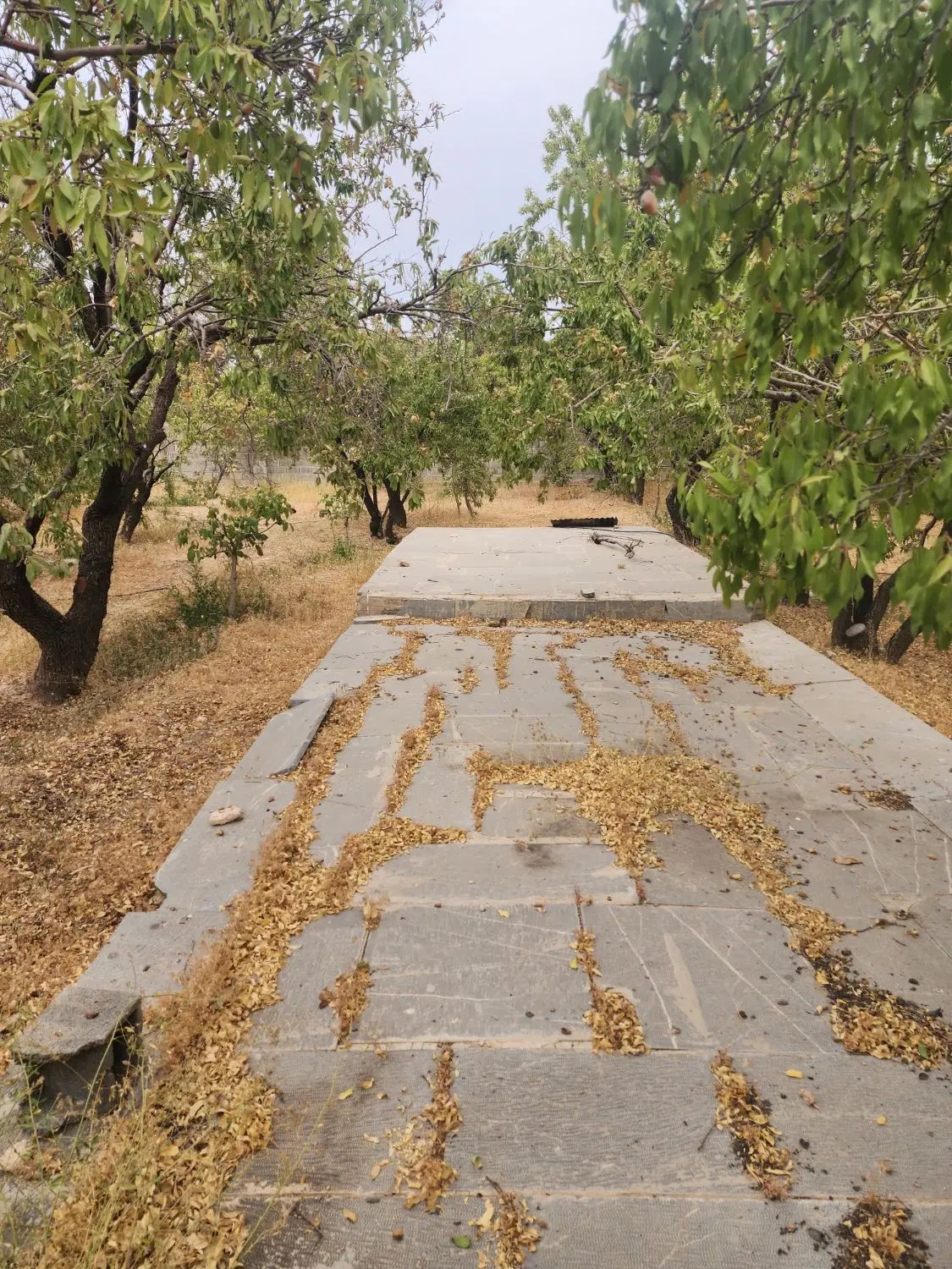 فروش باغ در سیاسرد