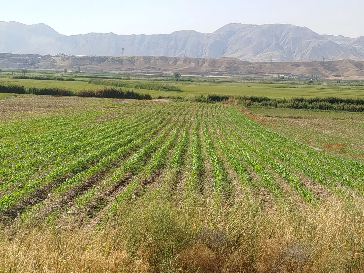 فروش زمین کشاورزی