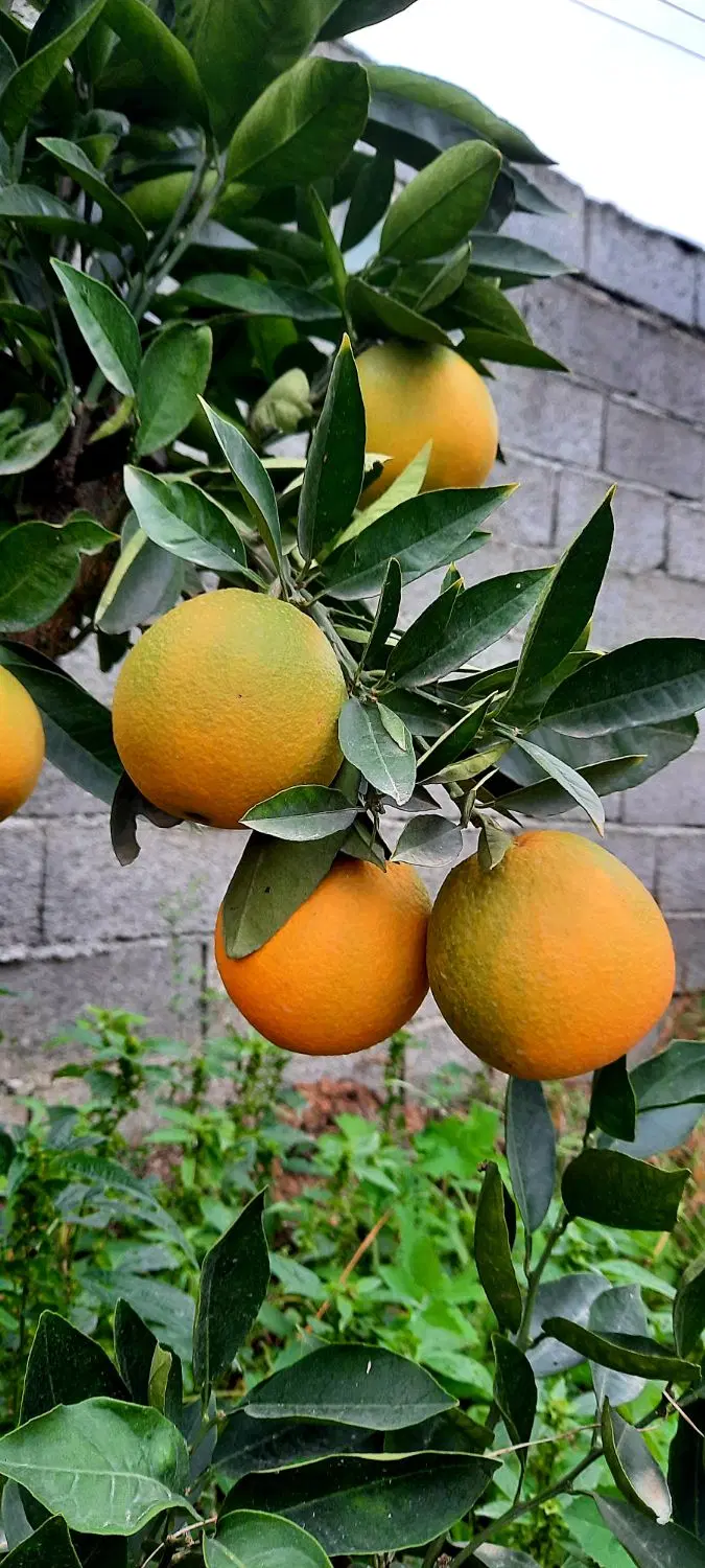 یک قطعه زمین با ویوی ابدی