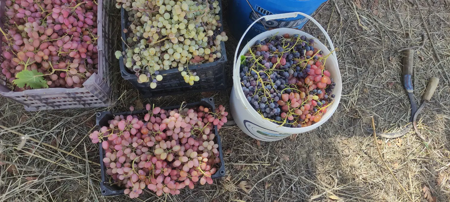 فروش باغ انگور