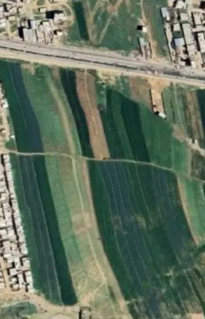 زمین پاپی خالدار