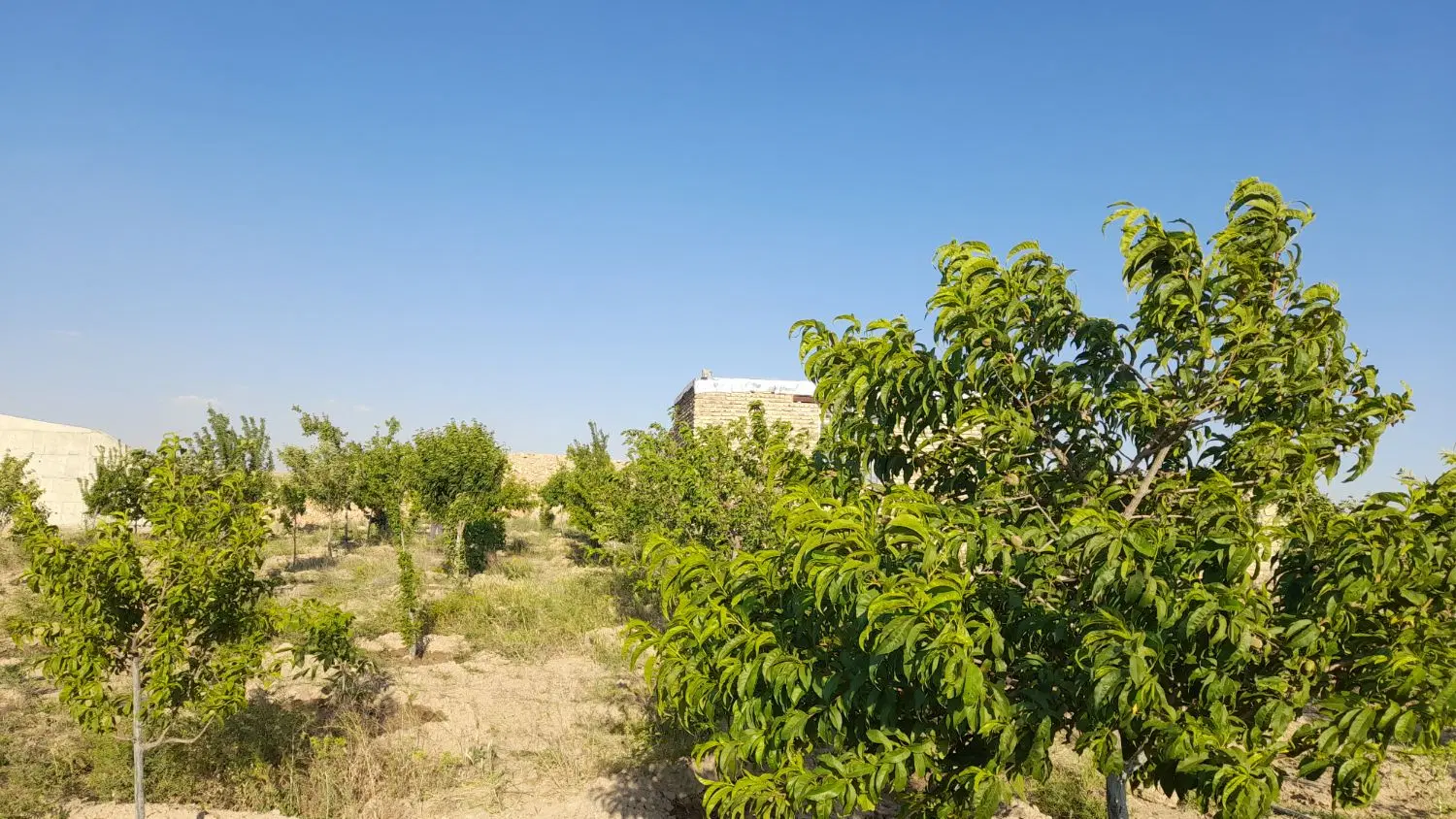 فروش باغ میوه