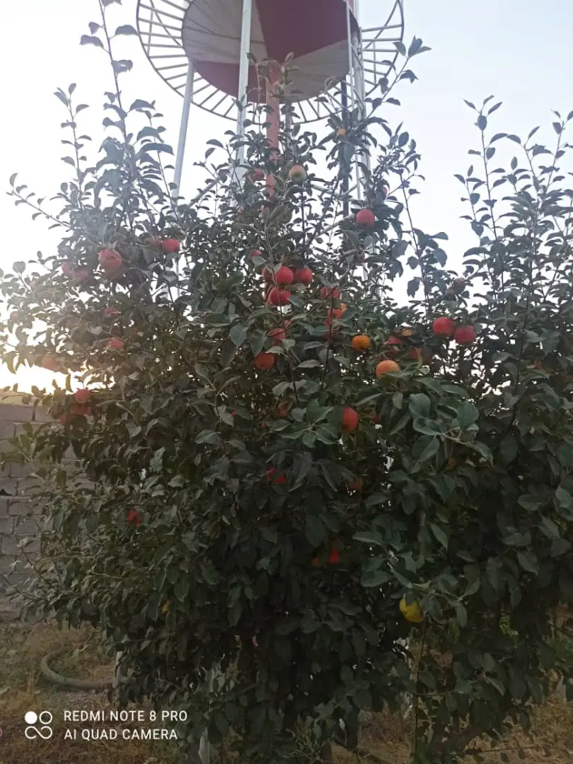 ۹۰۰ متر باغ چهار دیواری ـ ولیان