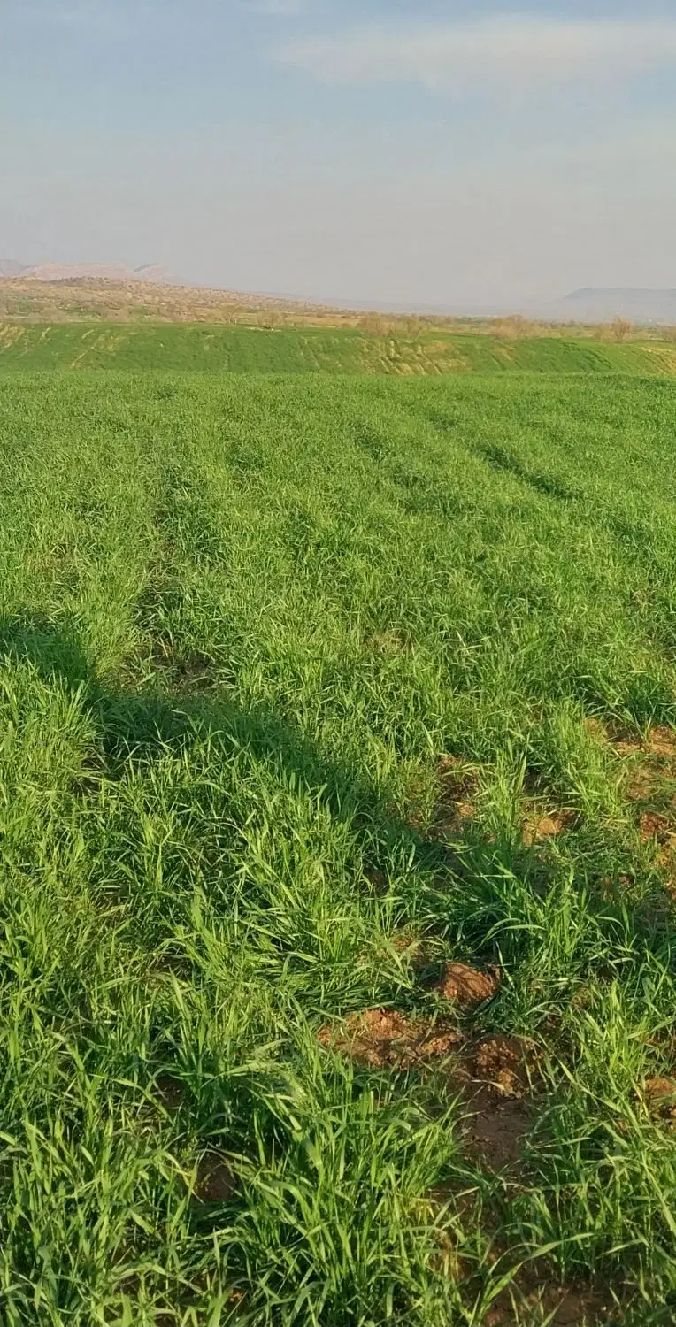 اجاره زمین کشاورزی