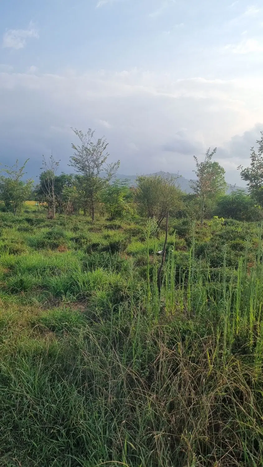 زمین باغی در نجیب آباد