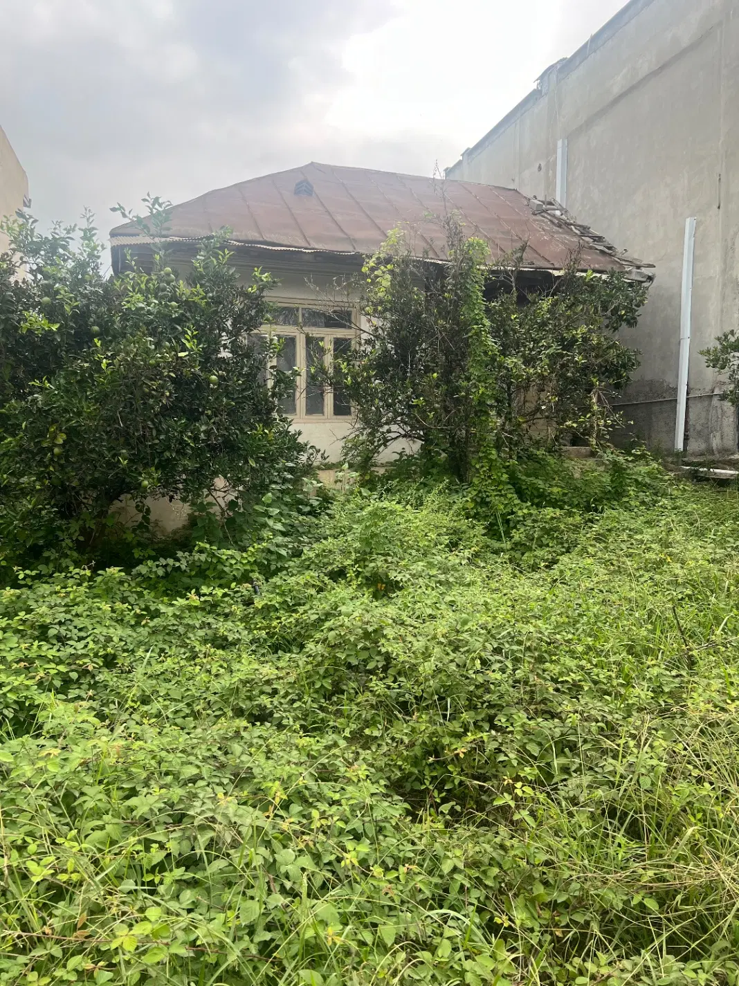 فروش زمین گونه کلا (شیرگاه)