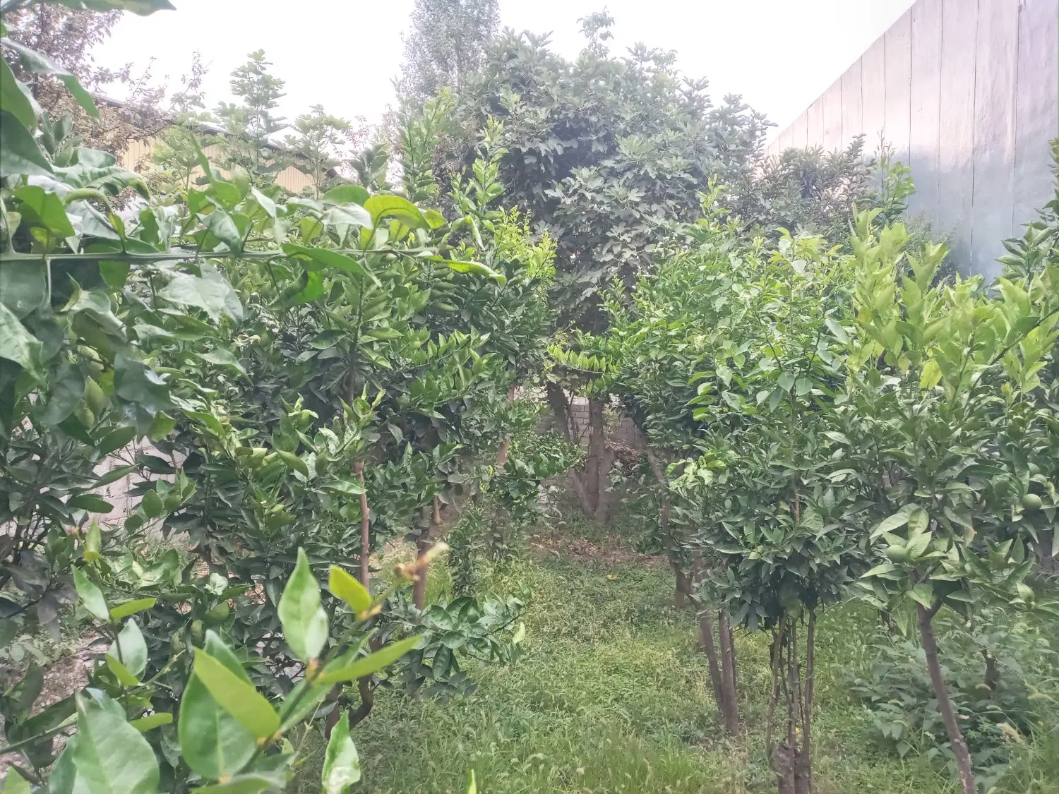 فروش۱قطعه زمین واقع دربافت مسکونی دریای۵۵خوش قواره