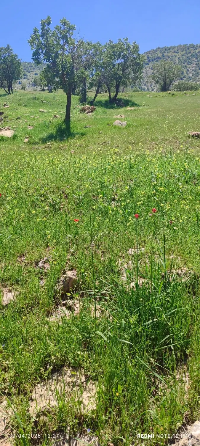 زمین  پشت شرکت رانا