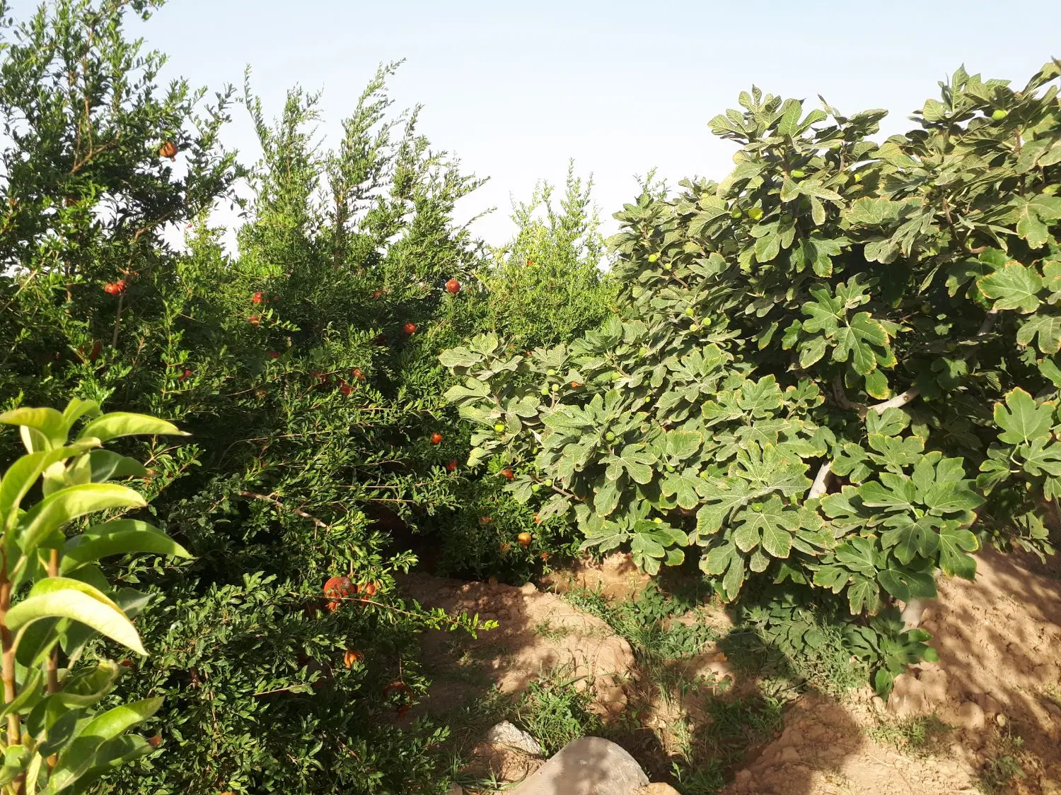 باغ وباغچه کوچیک و بزرگ در الوسجرد