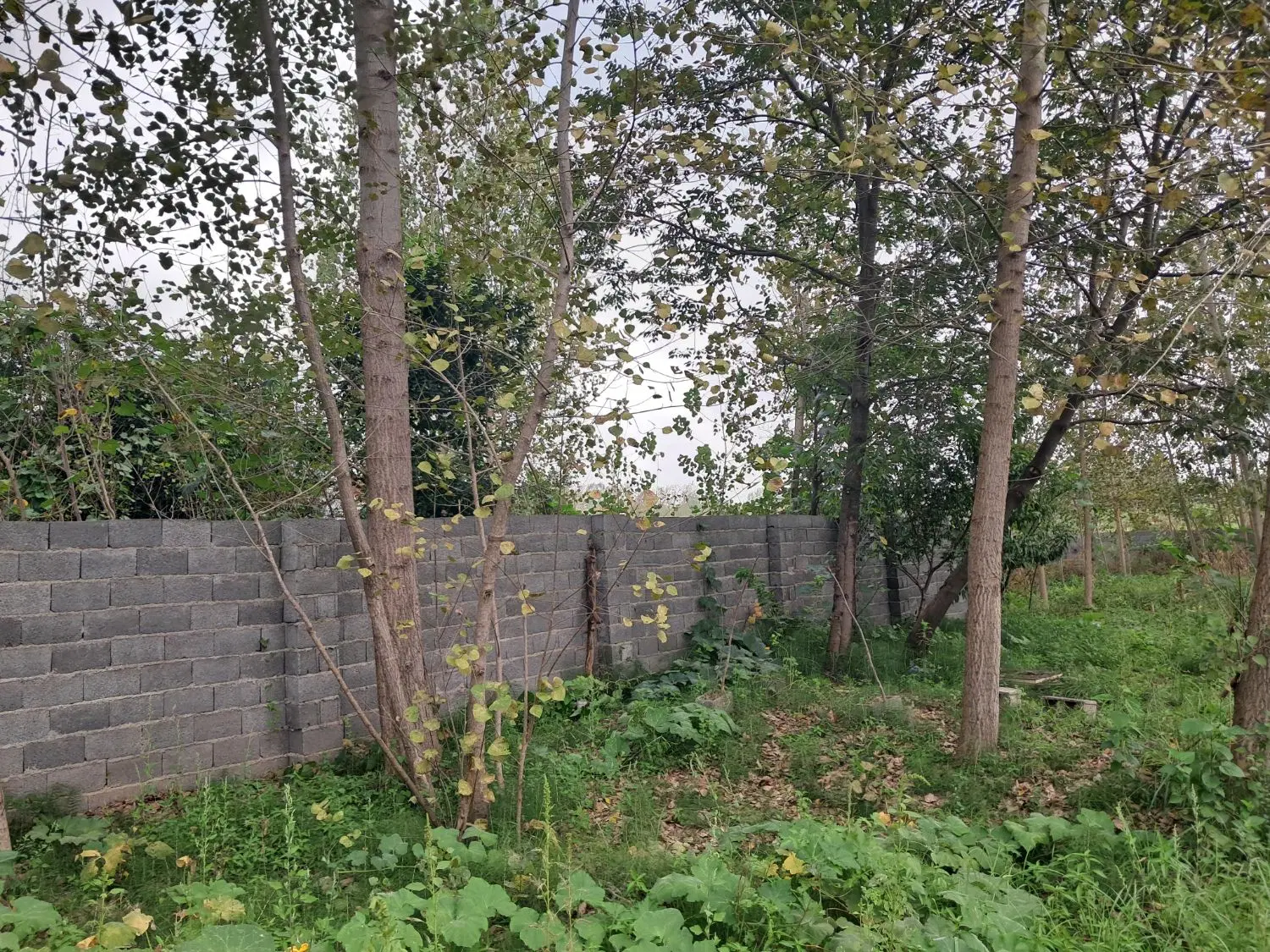 ۱۲۰۰ زمین باغی دیوار کشی شده رشت