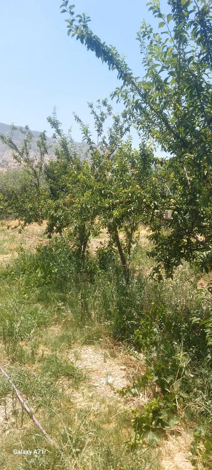 فروش باغ
