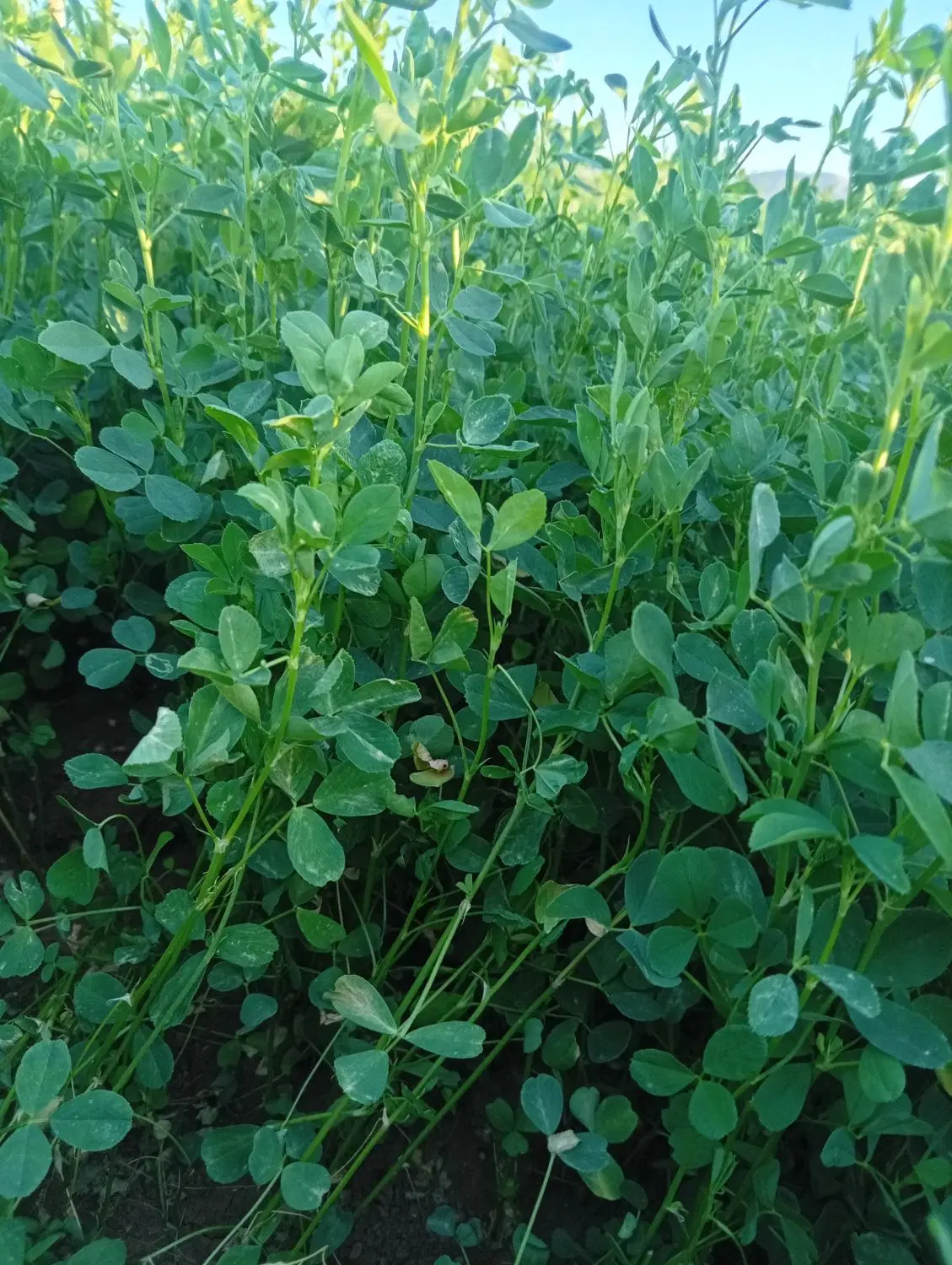 پرس یونجه