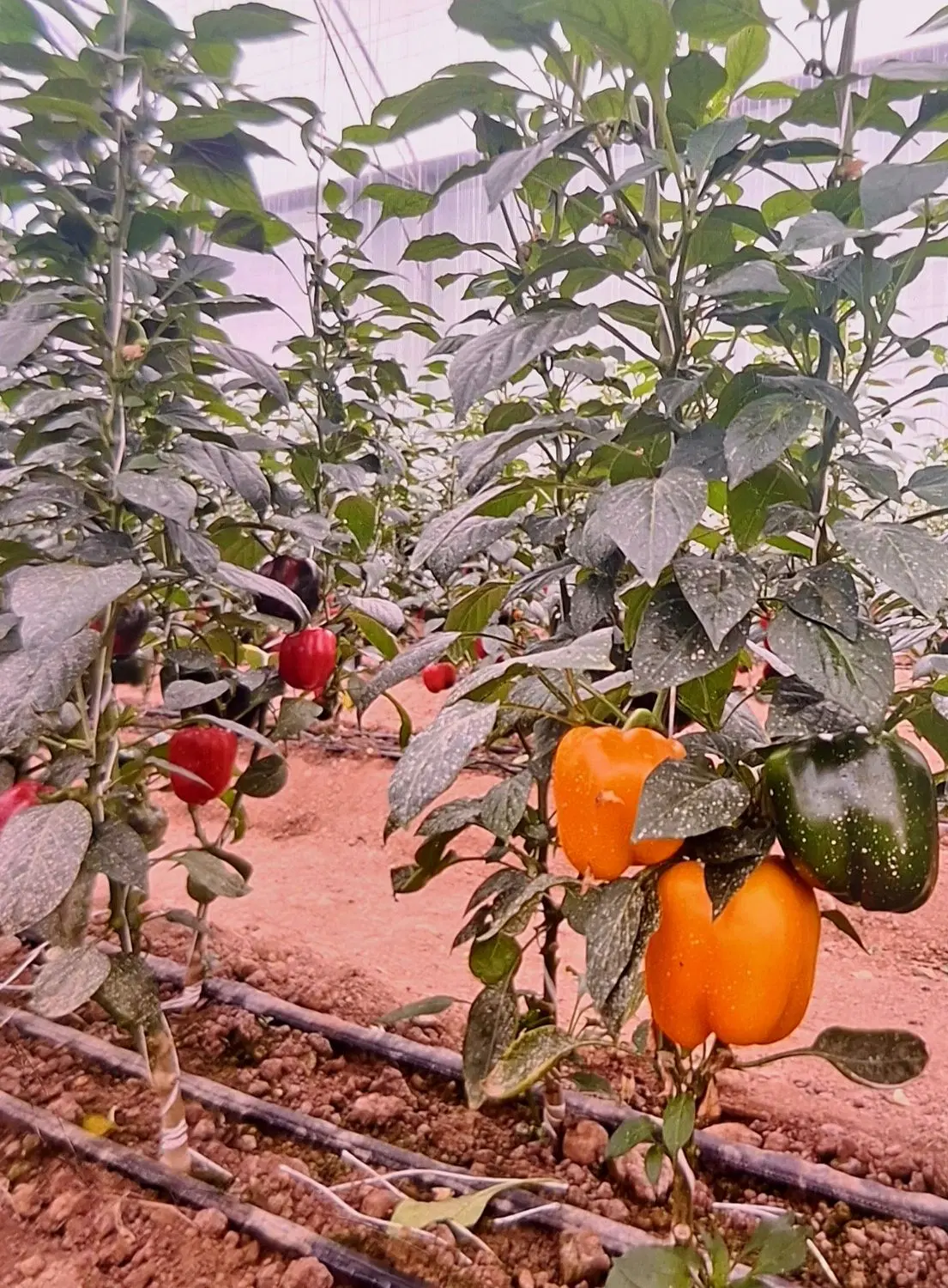 باغ و گلخانه(تفریح و کسب درآمد)