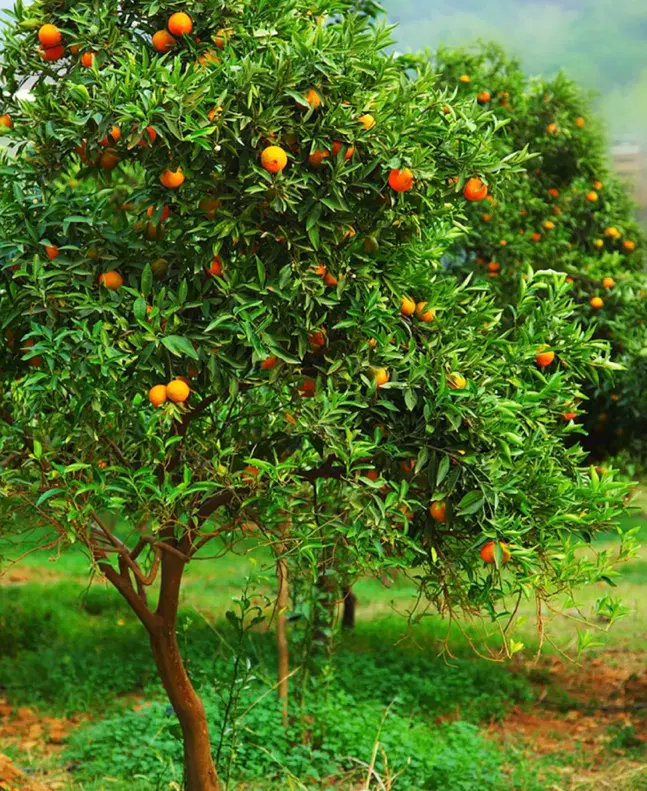 ۱۱۵۲ متر باغ ویلا در نشتارود شمال