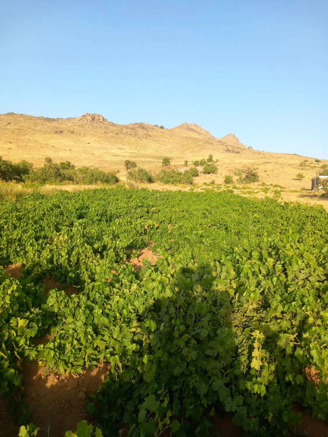 باغ انگور در روستای حصار قرباغی