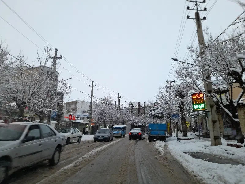 زوی گله چرمو اسینم