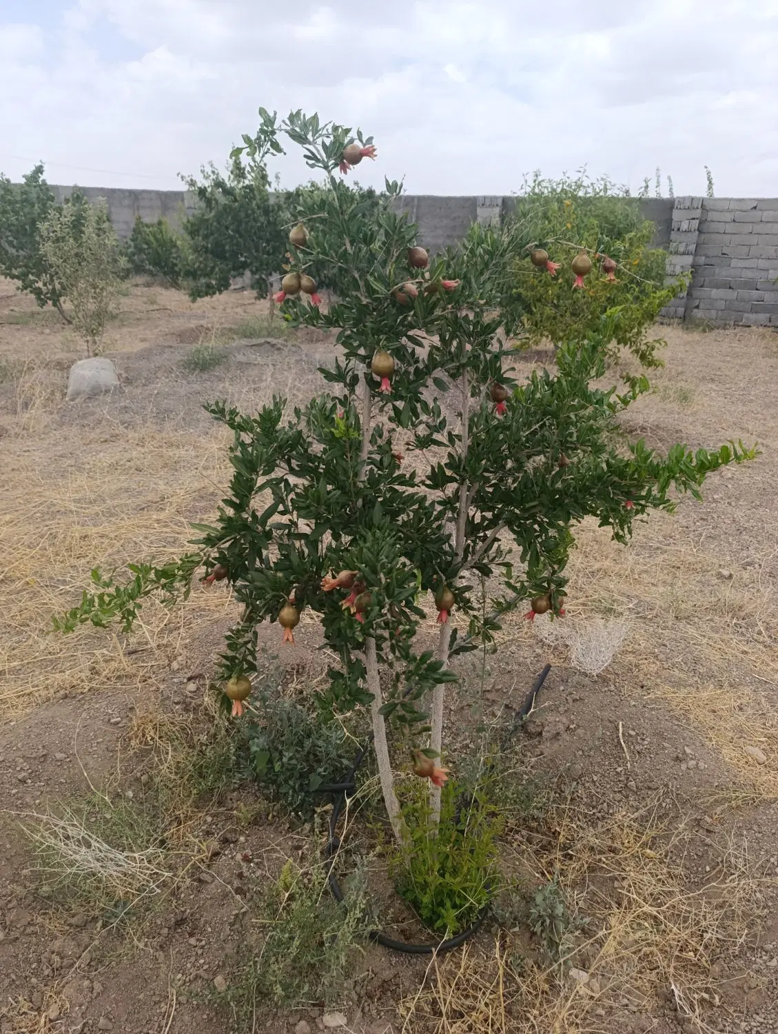 خانه اجازه ای عزت اباد