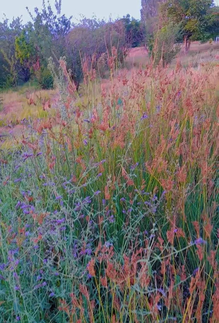 زمین فروشی در ساردو