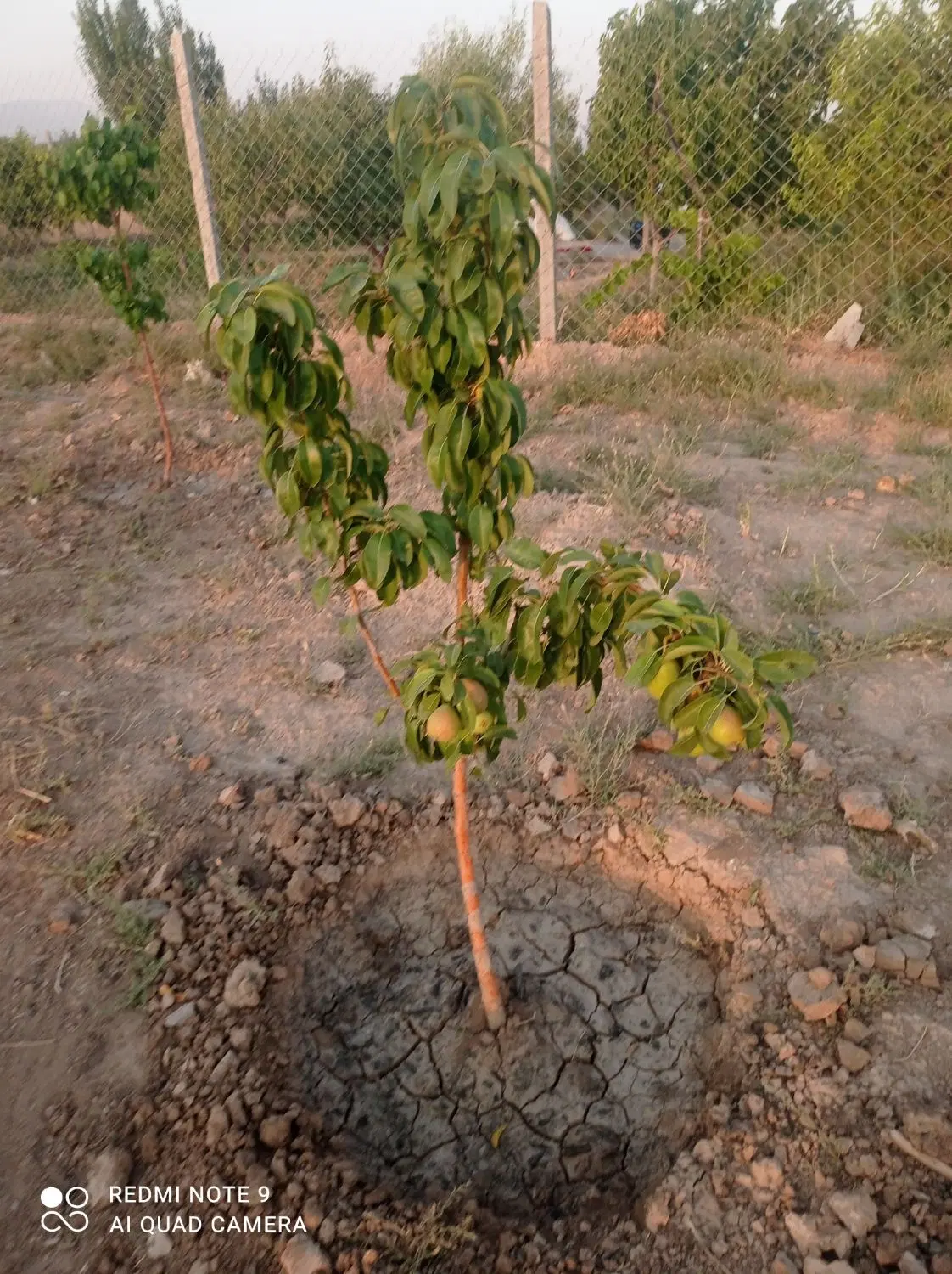 باغچه احمد آباد450متری