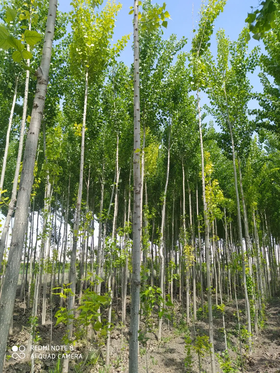 فروش باغ گیلاس