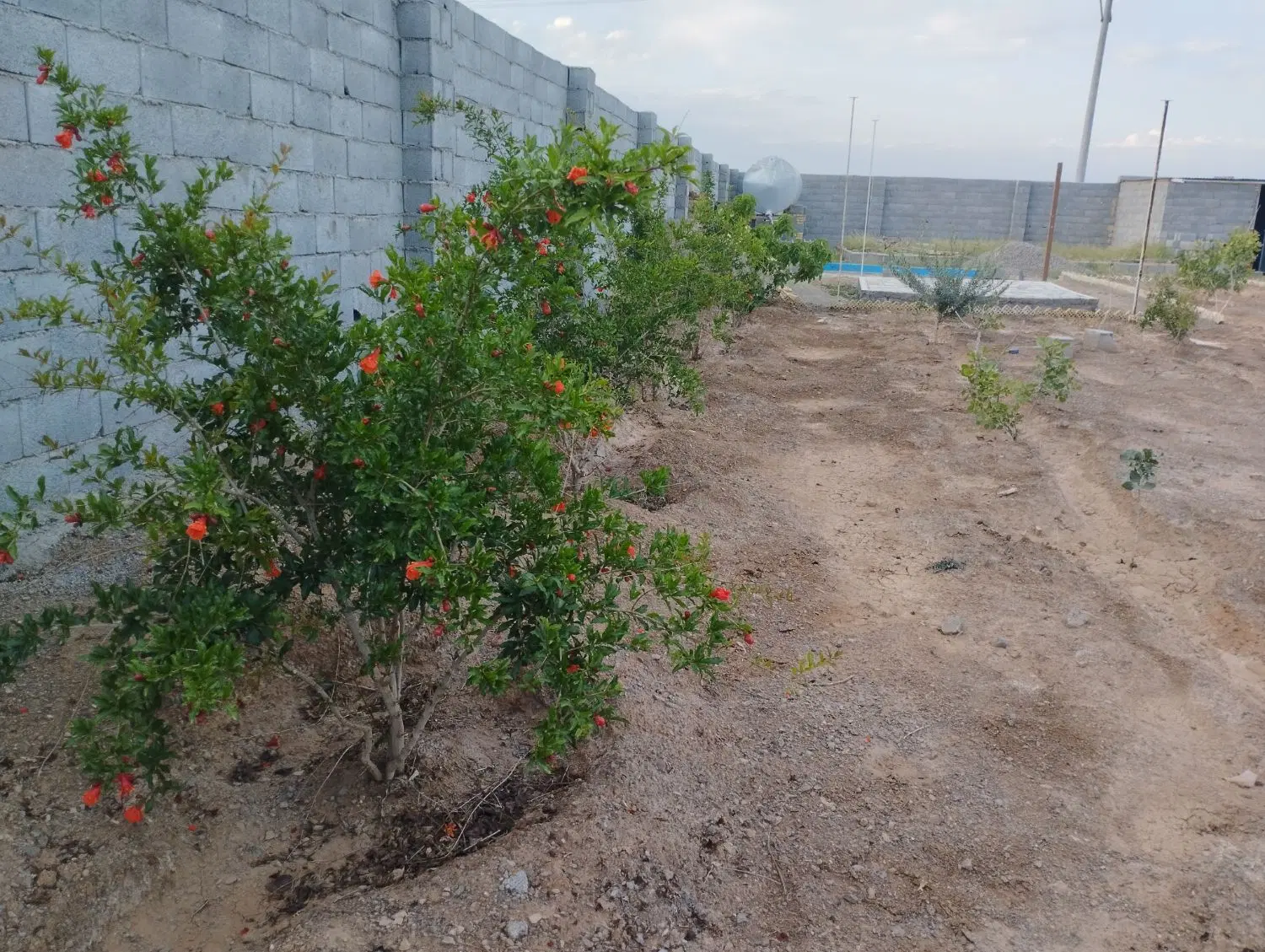فروش یا معاوضه باغ
