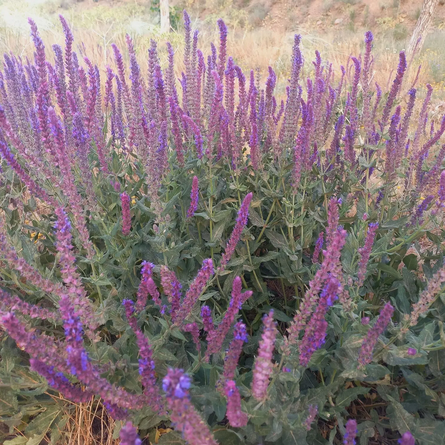 زمین شهید ناصری