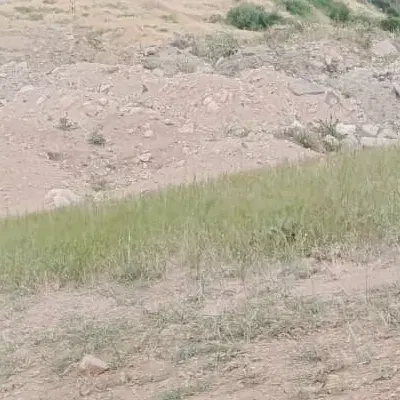 زمین مسکونی