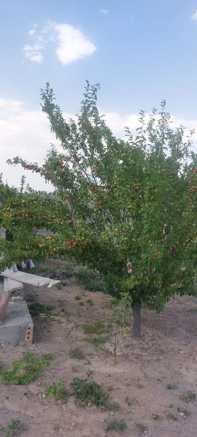 زمین ویلایی