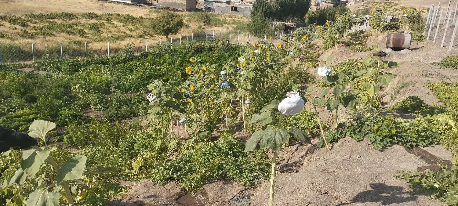 زمین زراعی