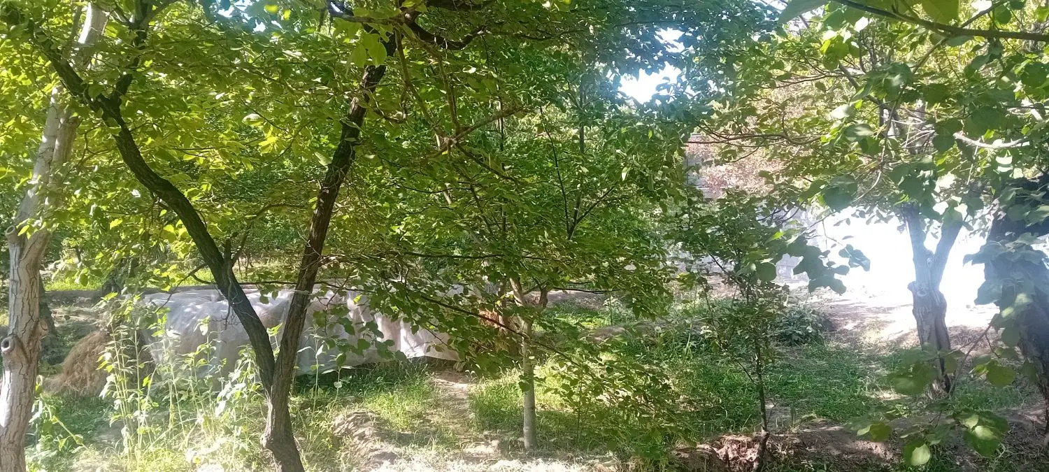 باغات اسکو.