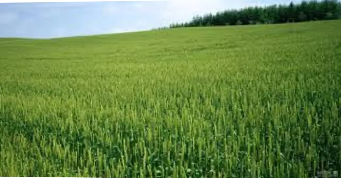زمین زراعی حدود 9200 متر