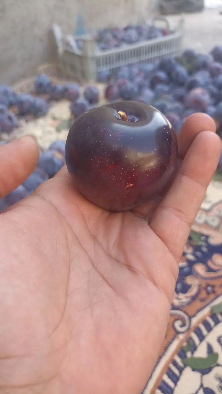 باغ امامزاده کشتیبان یوالار فروش معاوضه ماشین