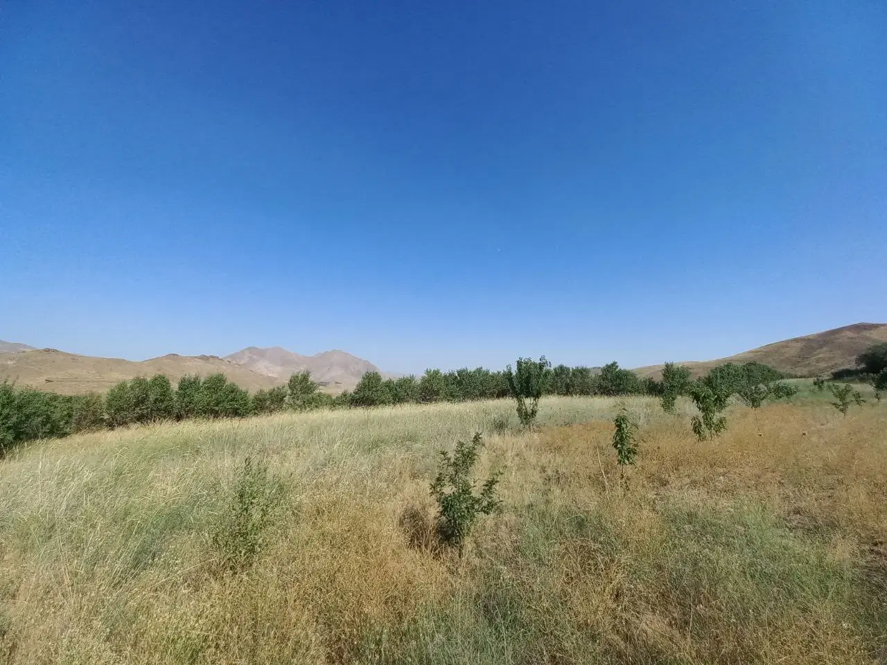 زمین کشاورزی الولک