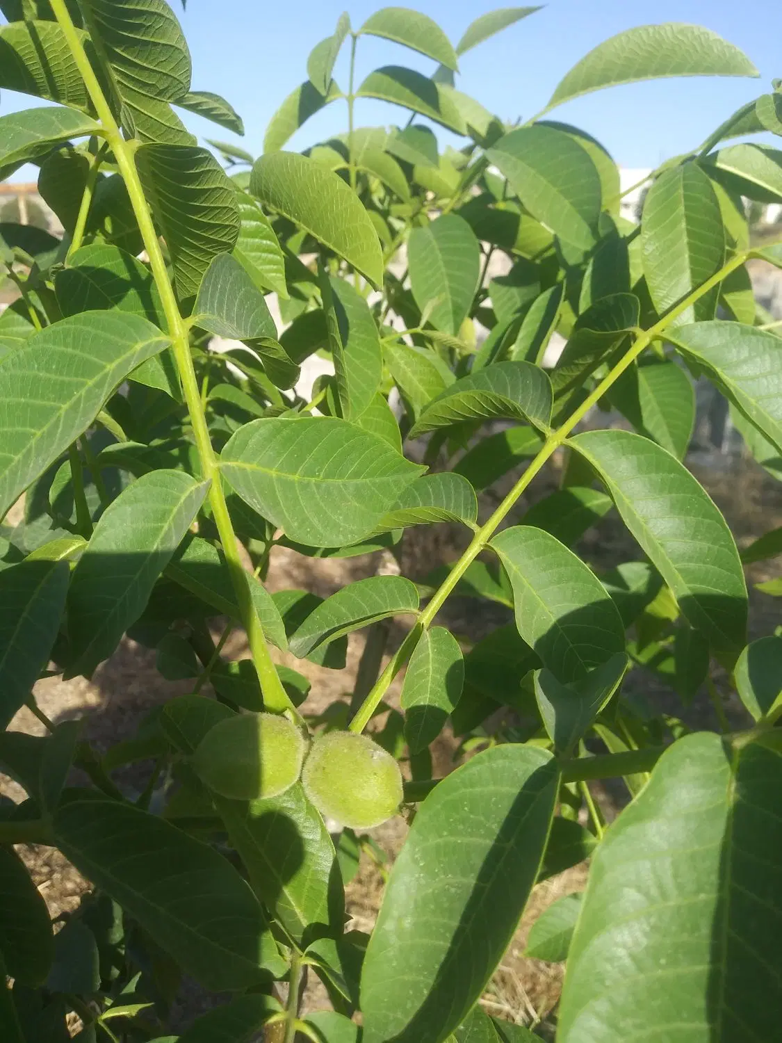 زمین باغی پاپی خالدار سفلی