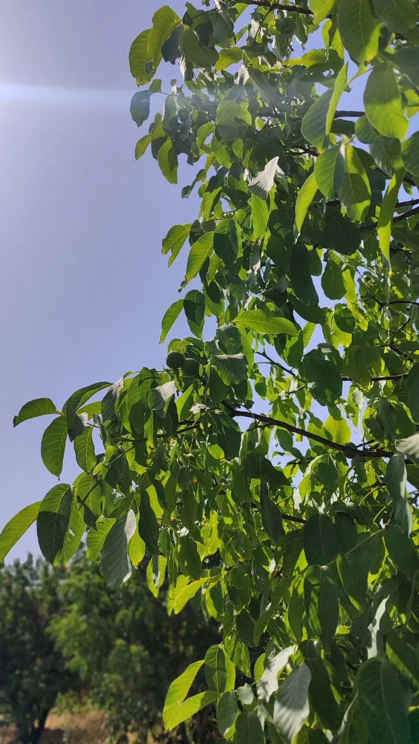 باغ طائمه
