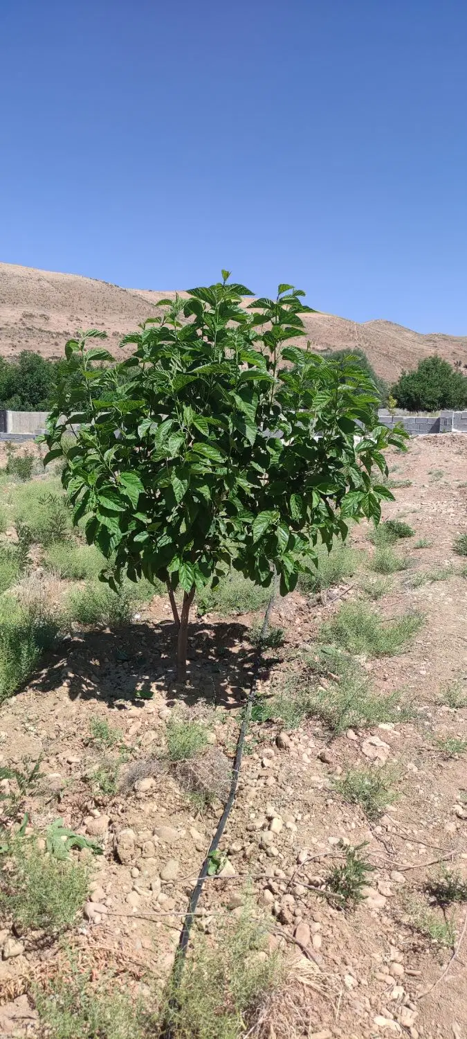 باغ ۱۰۰۰متری هماشهر