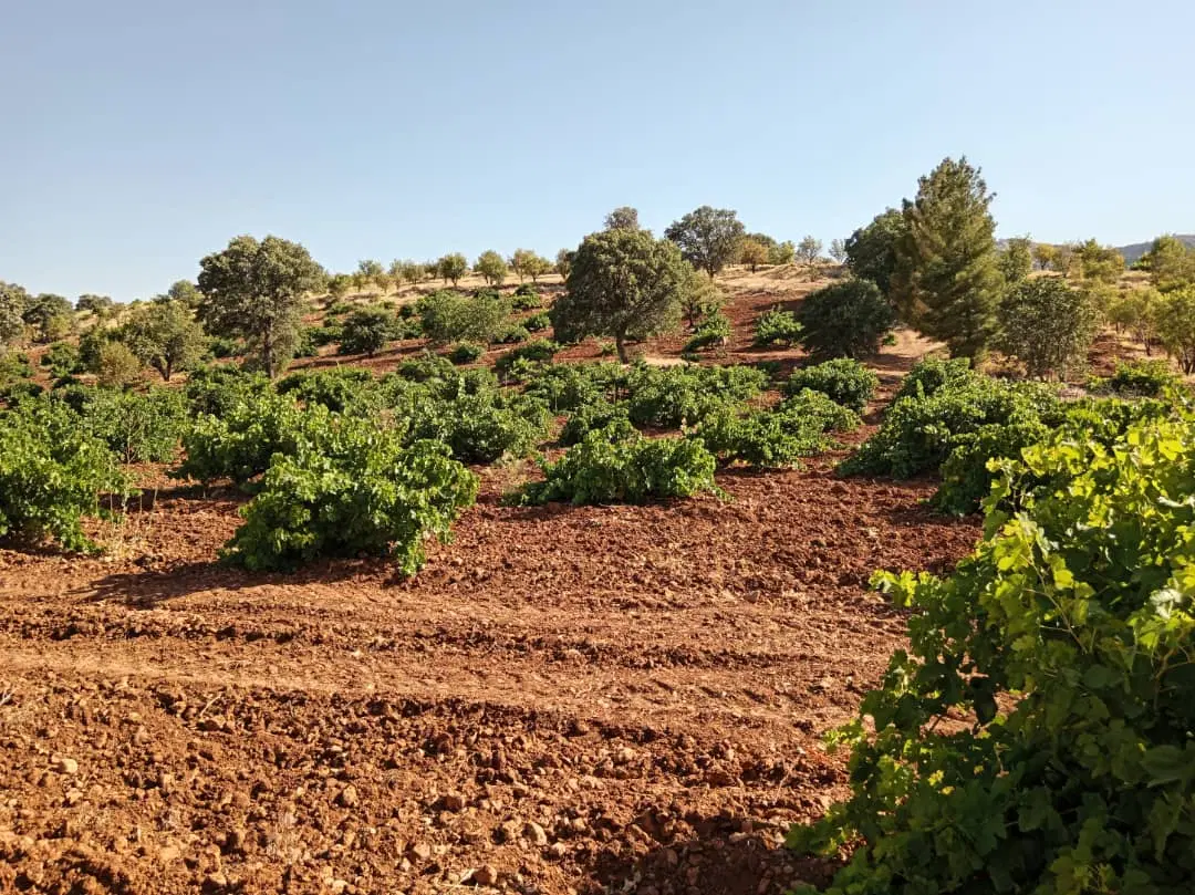 فروش باغ انگوری