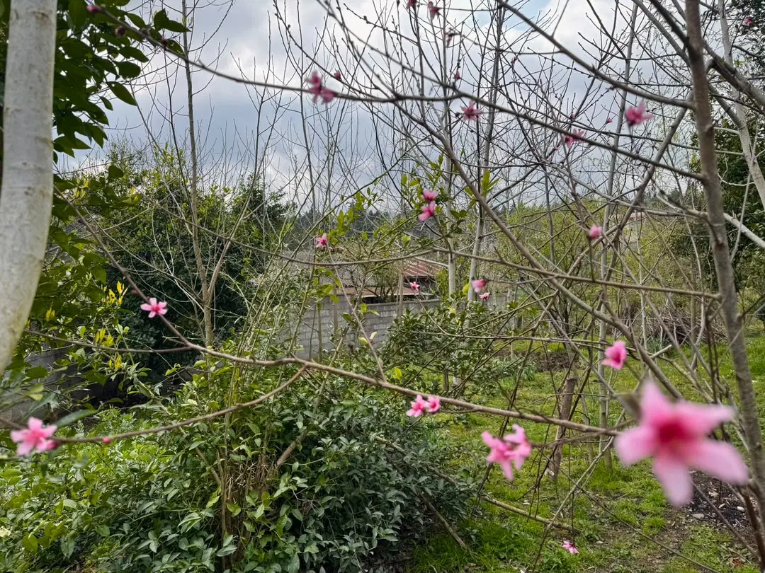 ویلایی ۱۵۰متری با ۱۹۰۰متر زمین کوه پایه‌ مسکونی
