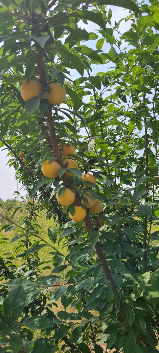 زمین باغی شموشک ۷۰۰ متری